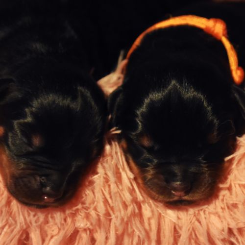 Chiots rottweiler lof à réserver #5