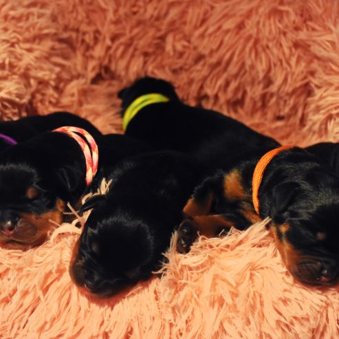 Chiots rottweiler lof à réserver #6