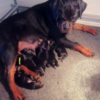 Chiots rottweiler lof à réserver #1