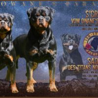 Chiots rottweiler lof à réserver #2