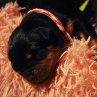 Chiots rottweiler lof à réserver #3