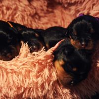 Chiots rottweiler lof à réserver #4