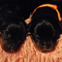 Chiots rottweiler lof à réserver #5