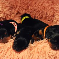 Chiots rottweiler lof à réserver #6