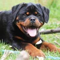 Chiots rottweiler lof à réserver
