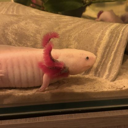 Axolotls disponibles à nancy et en alsace. #1