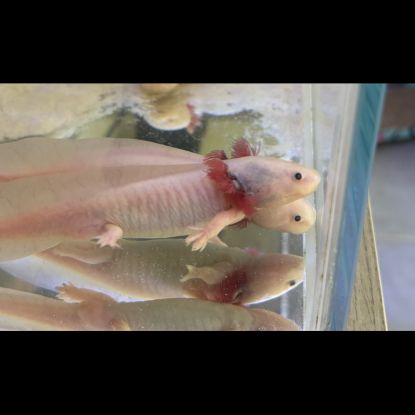 Axolotls disponibles à nancy et en alsace. #2