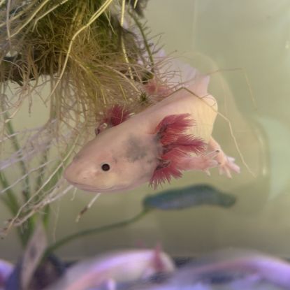 Axolotls disponibles à nancy et en alsace. #4