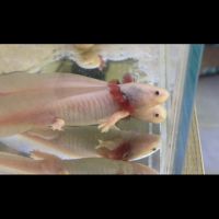 Axolotls disponibles à nancy et en alsace. #2