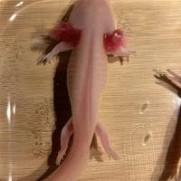 Axolotls disponibles à nancy et en alsace. #7