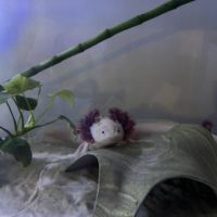 Axolotls disponibles à nancy et en alsace.