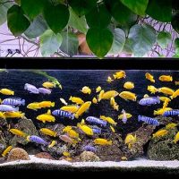 Labidochromis caeruleus et pseudotropheus saulosi