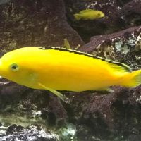 Labidochromis caeruleus et pseudotropheus saulosi #2