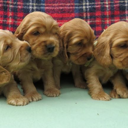 A réserver chiot cocker anglais #1