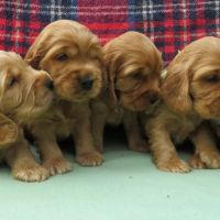 A réserver chiot cocker anglais #1