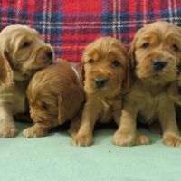 A réserver chiot cocker anglais