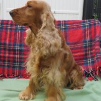 A réserver chiot cocker anglais #3