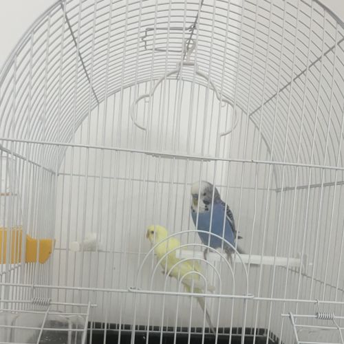 Magnifique couple de deux perruches ondulés #3