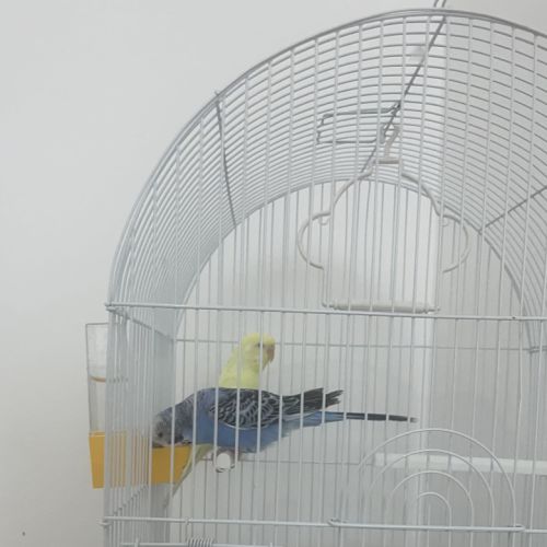 Magnifique couple de deux perruches ondulés #5