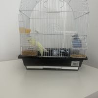 Magnifique couple de deux perruches ondulés #2