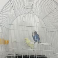 Magnifique couple de deux perruches ondulés #3