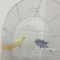 Magnifique couple de deux perruches ondulés #0