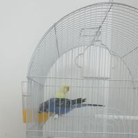 Magnifique couple de deux perruches ondulés #5