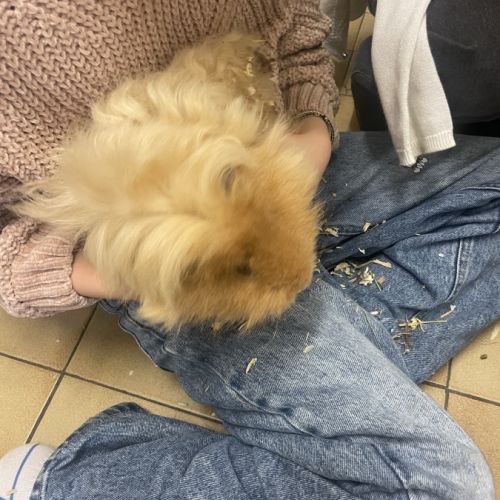 Donne deux cochons d inde mâle #2