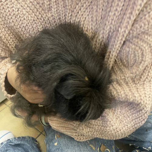 Donne deux cochons d inde mâle #4