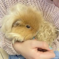 Donne deux cochons d inde mâle #0