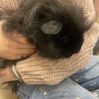 Donne deux cochons d inde mâle #5