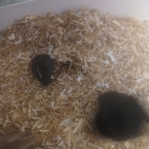 Vend bebe gerbille #2