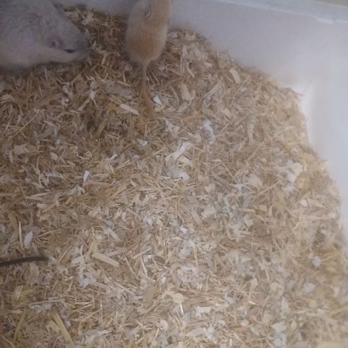 Vend bebe gerbille #5