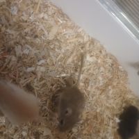 Vend bebe gerbille #1