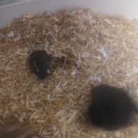 Vend bebe gerbille #2