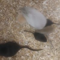 Vend bebe gerbille #4