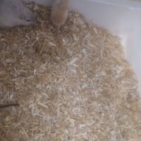 Vend bebe gerbille #5