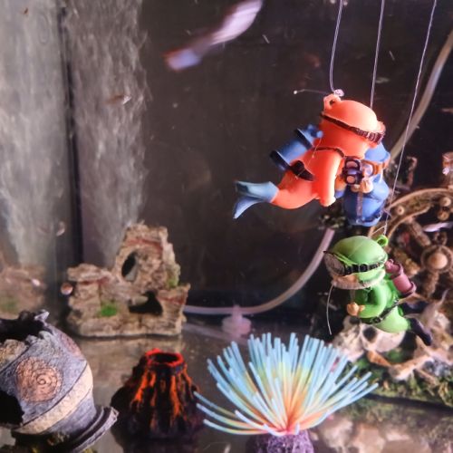 Vend guppy avec aquarium #2