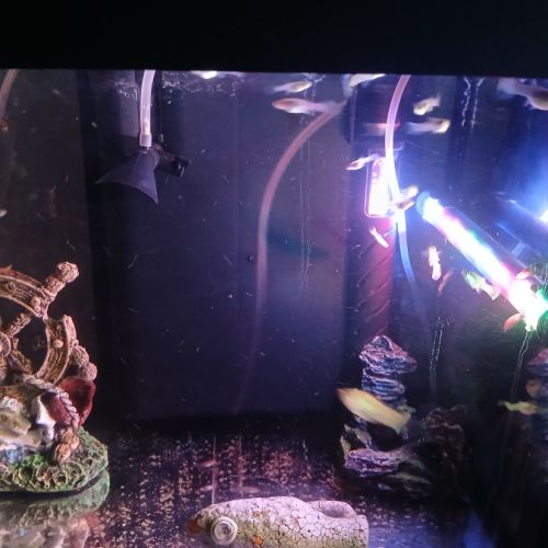 Vend guppy avec aquarium #4