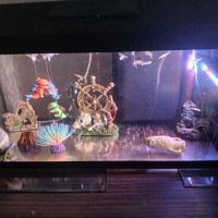 Vend guppy avec aquarium #0