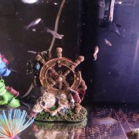 Vend guppy avec aquarium #3