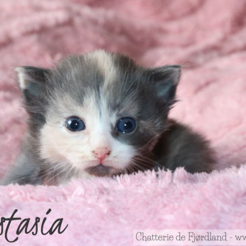 4 magnifiques chatons norvégiens loof à réserver #3