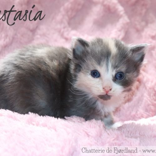 4 magnifiques chatons norvégiens loof à réserver #4