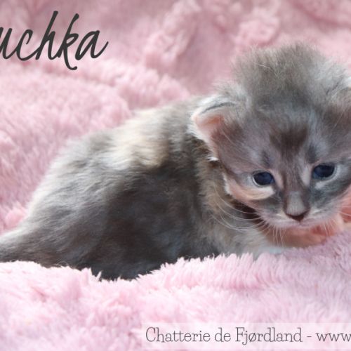 4 magnifiques chatons norvégiens loof à réserver #5