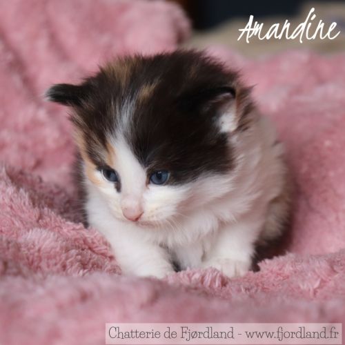 4 magnifiques chatons norvégiens loof à réserver #8