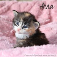 4 magnifiques chatons norvégiens loof à réserver #1