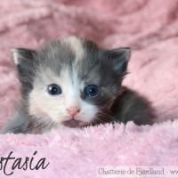 4 magnifiques chatons norvégiens loof à réserver #3