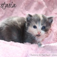 4 magnifiques chatons norvégiens loof à réserver #4