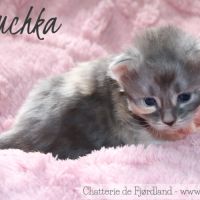 4 magnifiques chatons norvégiens loof à réserver #5