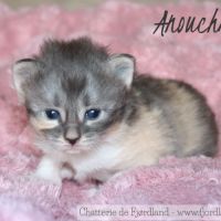 4 magnifiques chatons norvégiens loof à réserver #6